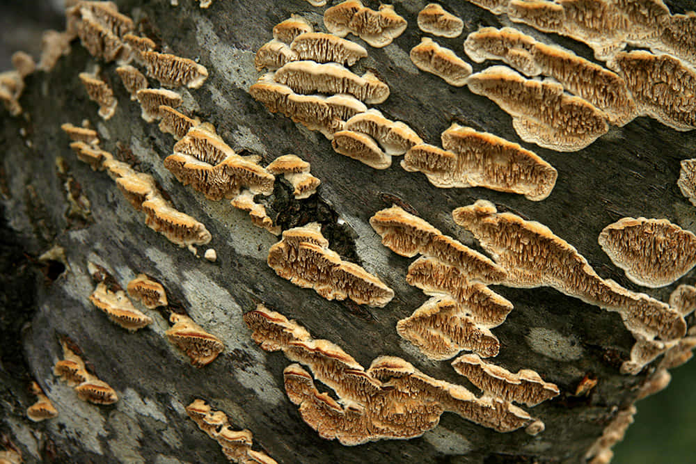 A Tree Trunk With Fungus