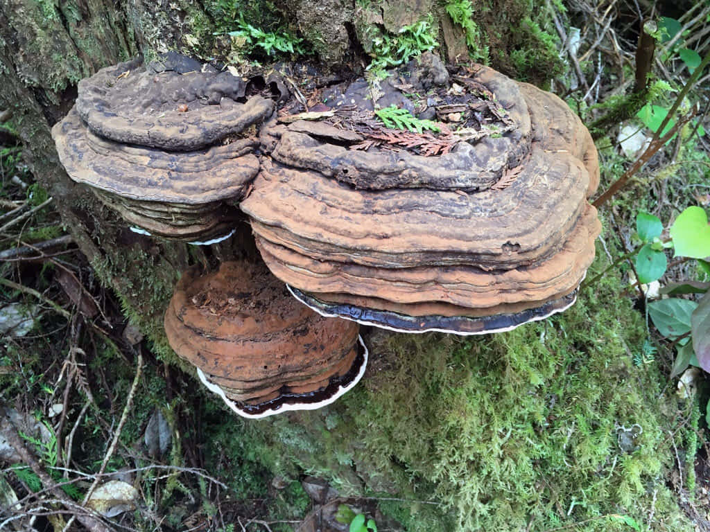 A Tree Trunk With Fungus Growing On It