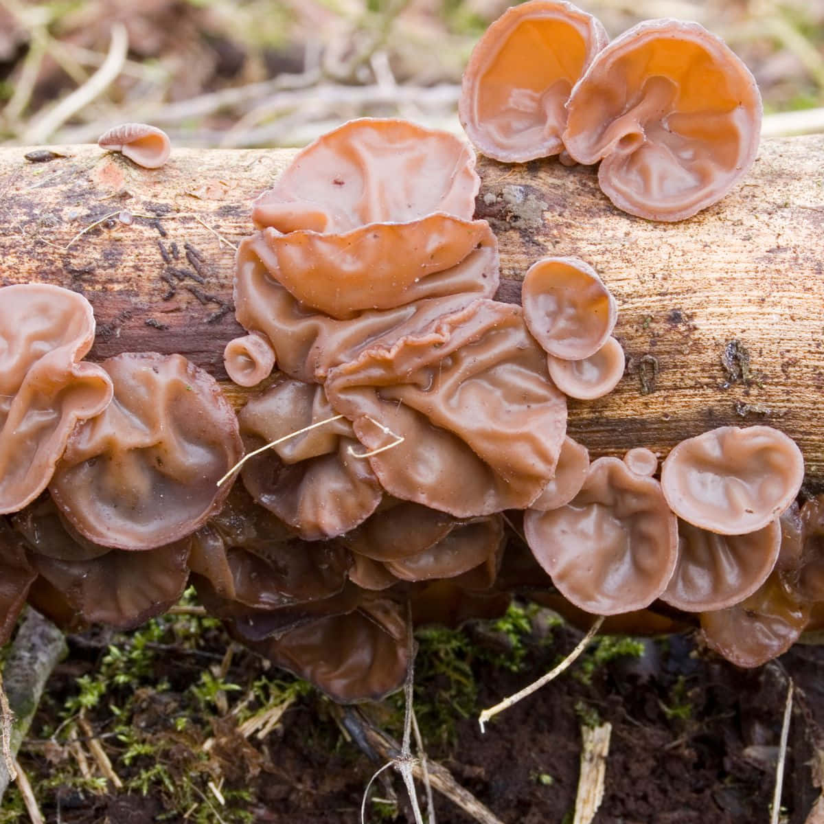 A Group Of Brown Mushrooms Growing On A Log
