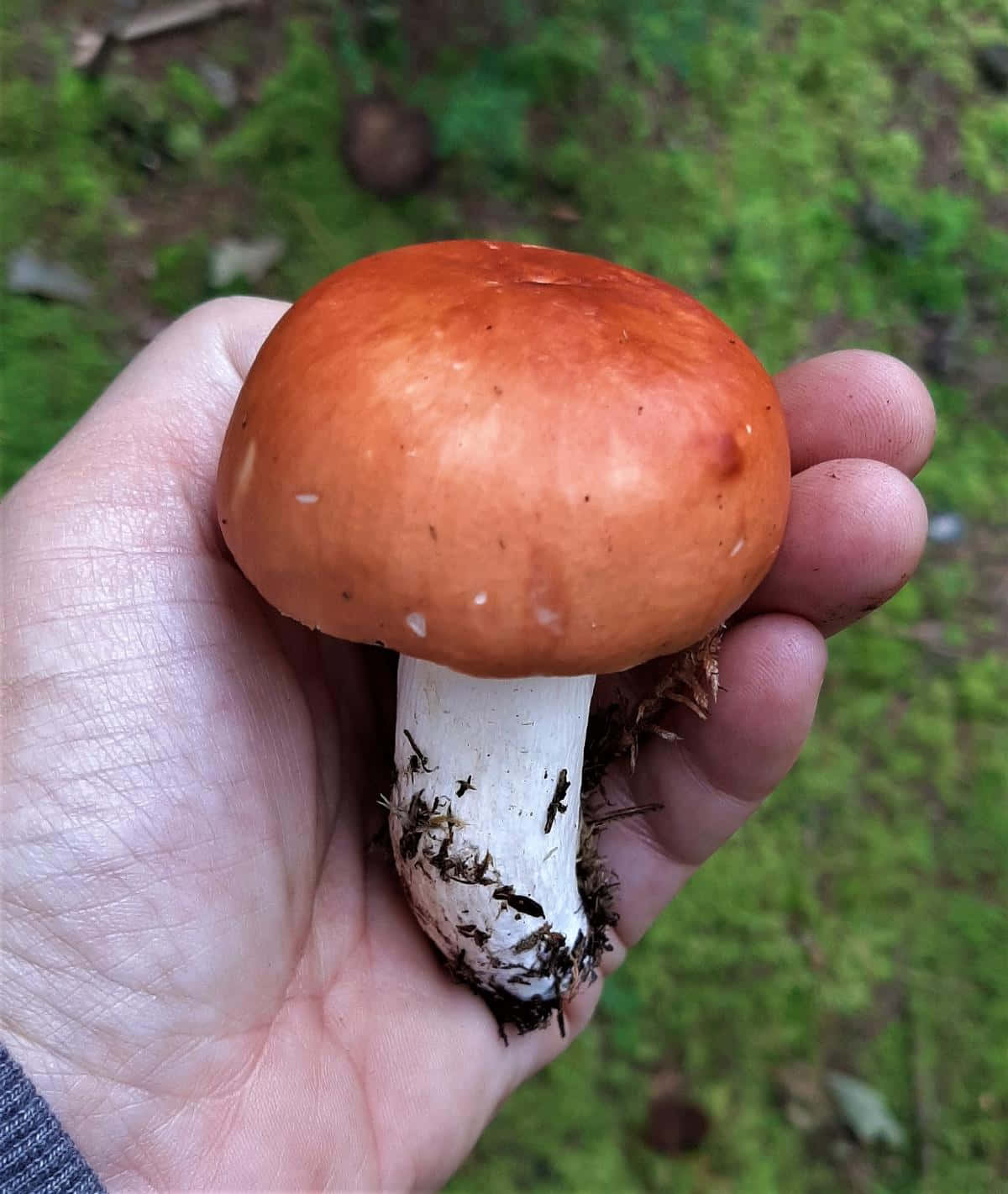 A Person Holding A Small Mushroom In Their Hand