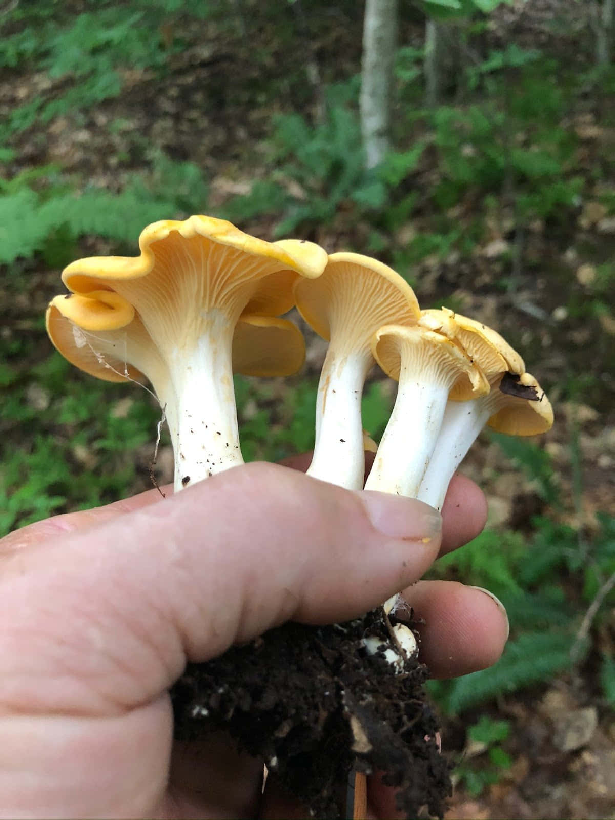A Person Holding A Handful Of Mushrooms