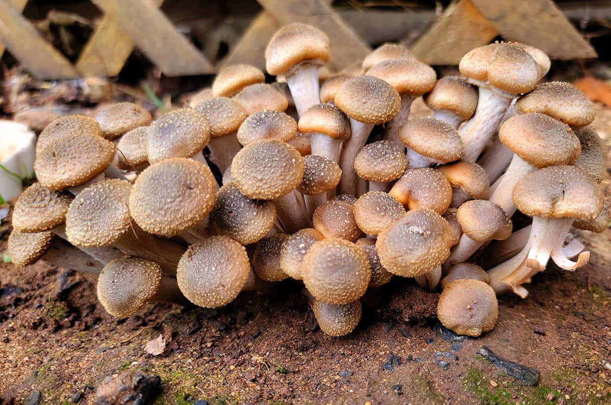 A Group Of Mushrooms Growing In The Dirt