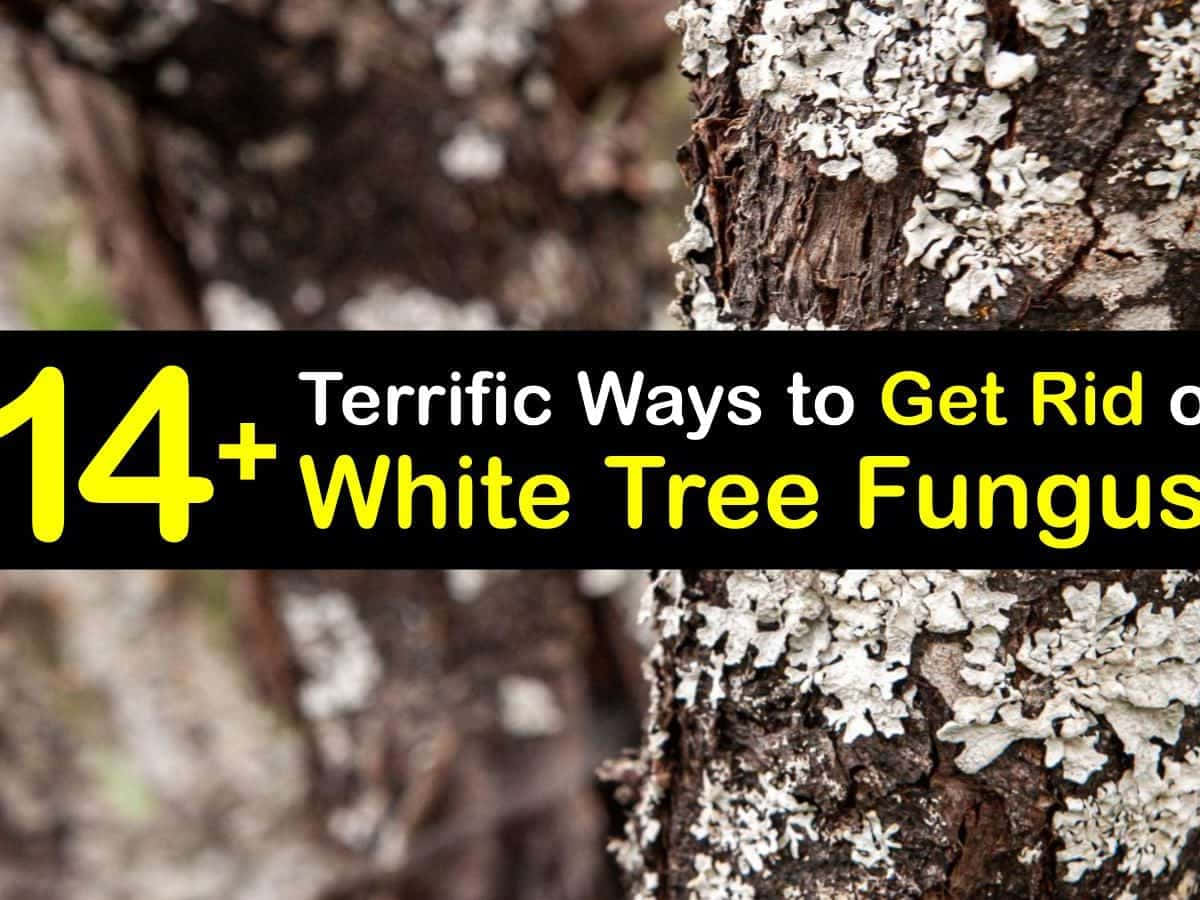 14 Terrible Ways To Get Rid Of White Tree Fungus