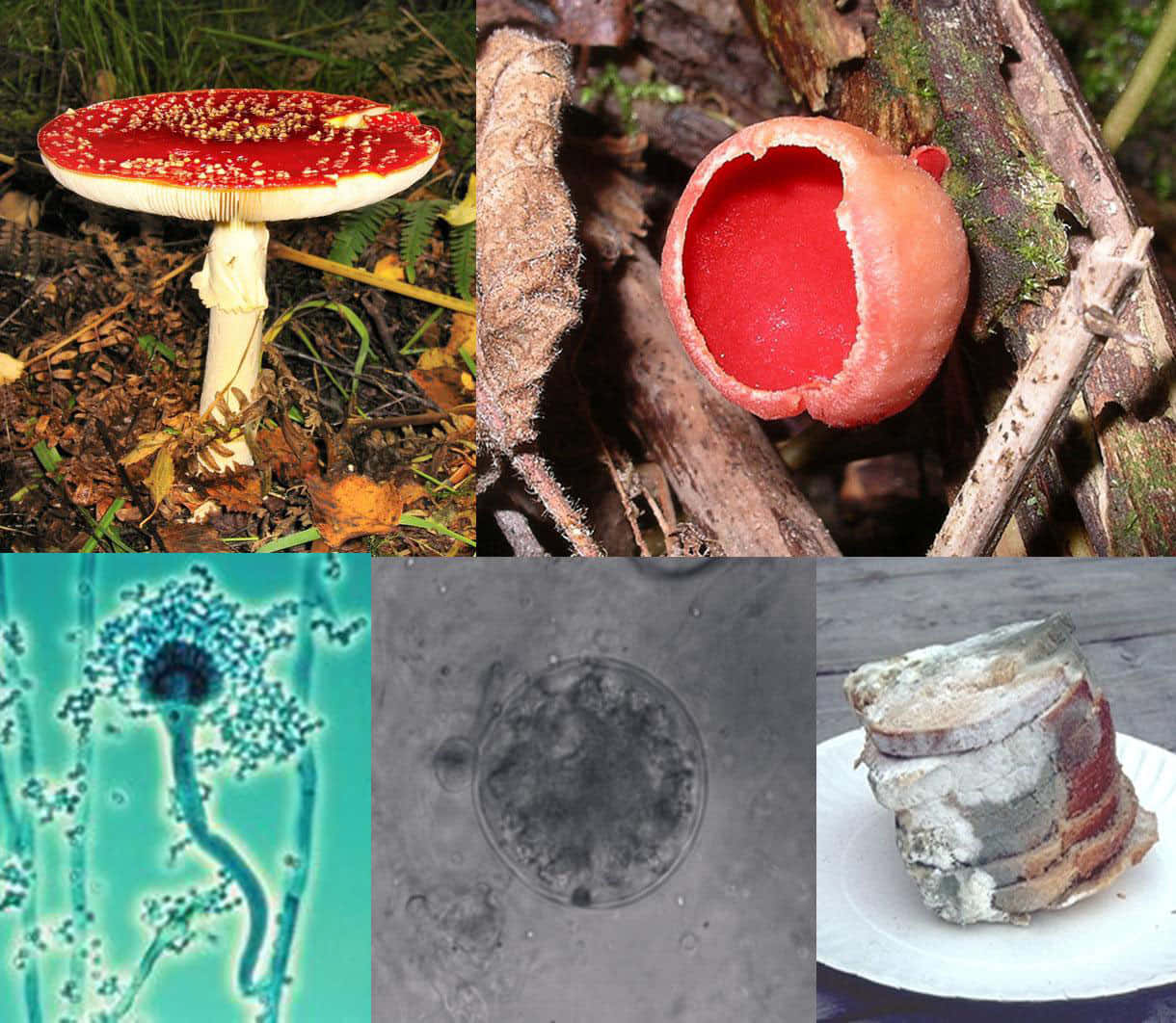 "Identifying Mushrooms: Learn the Different Types"