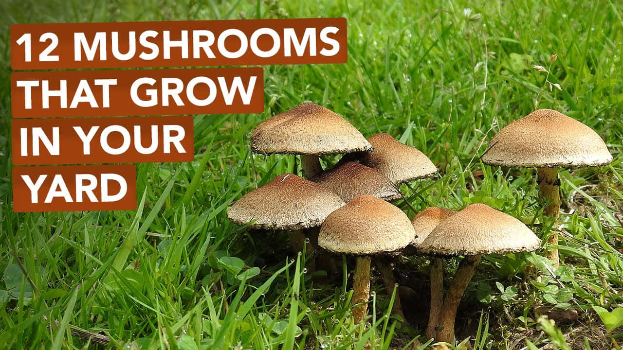 12 Mushrooms That Grow In Your Yard