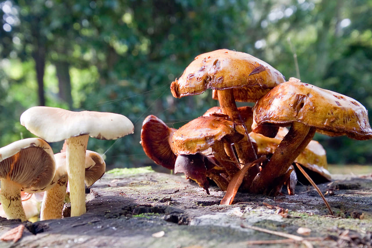 A Group Of Mushrooms On A Tree Stump
