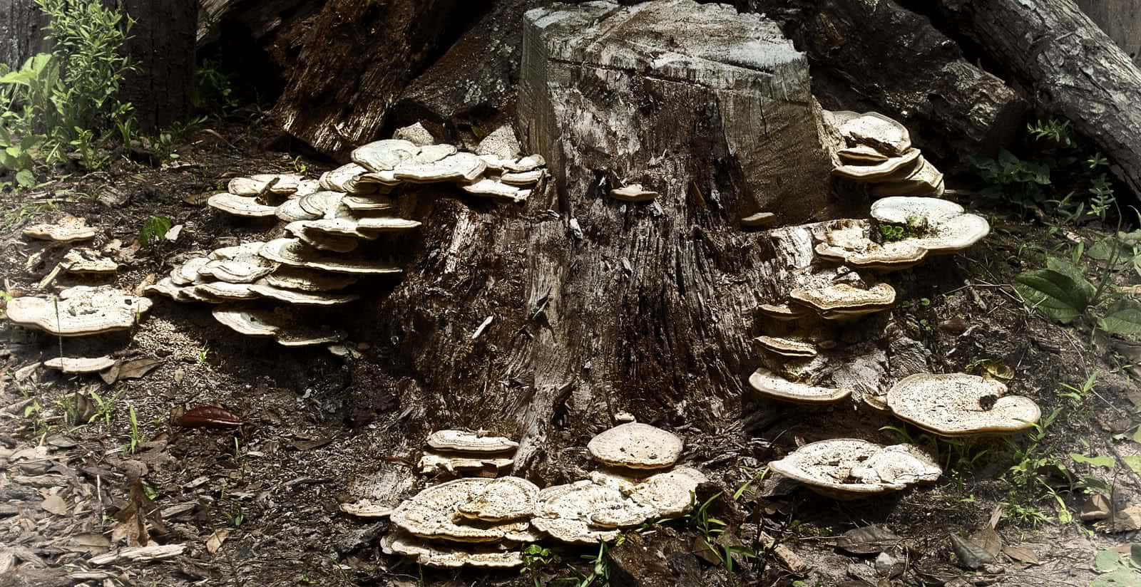 Identify mushrooms based on habitat and features