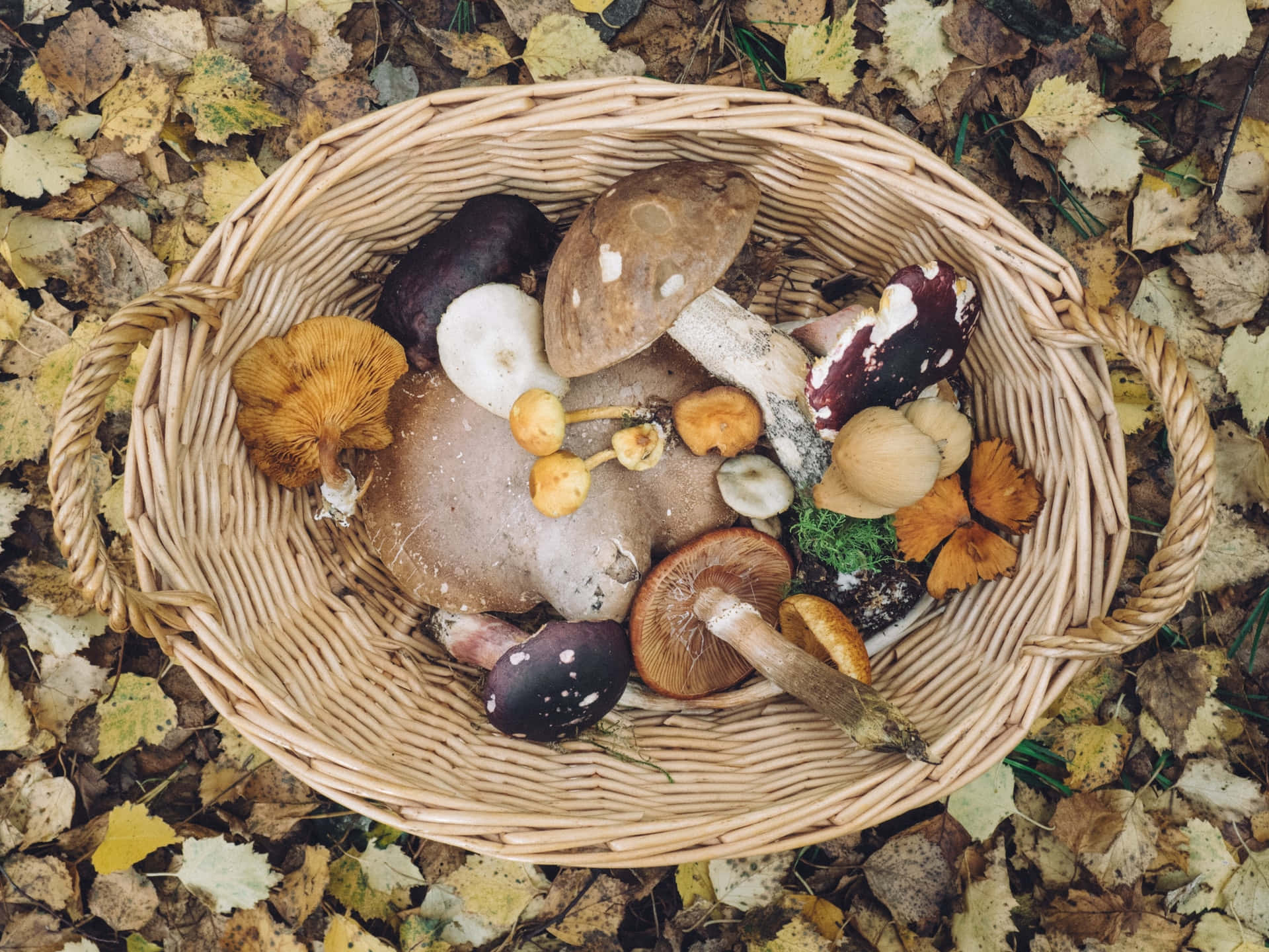 A Basket Full Of Mushrooms On The Ground