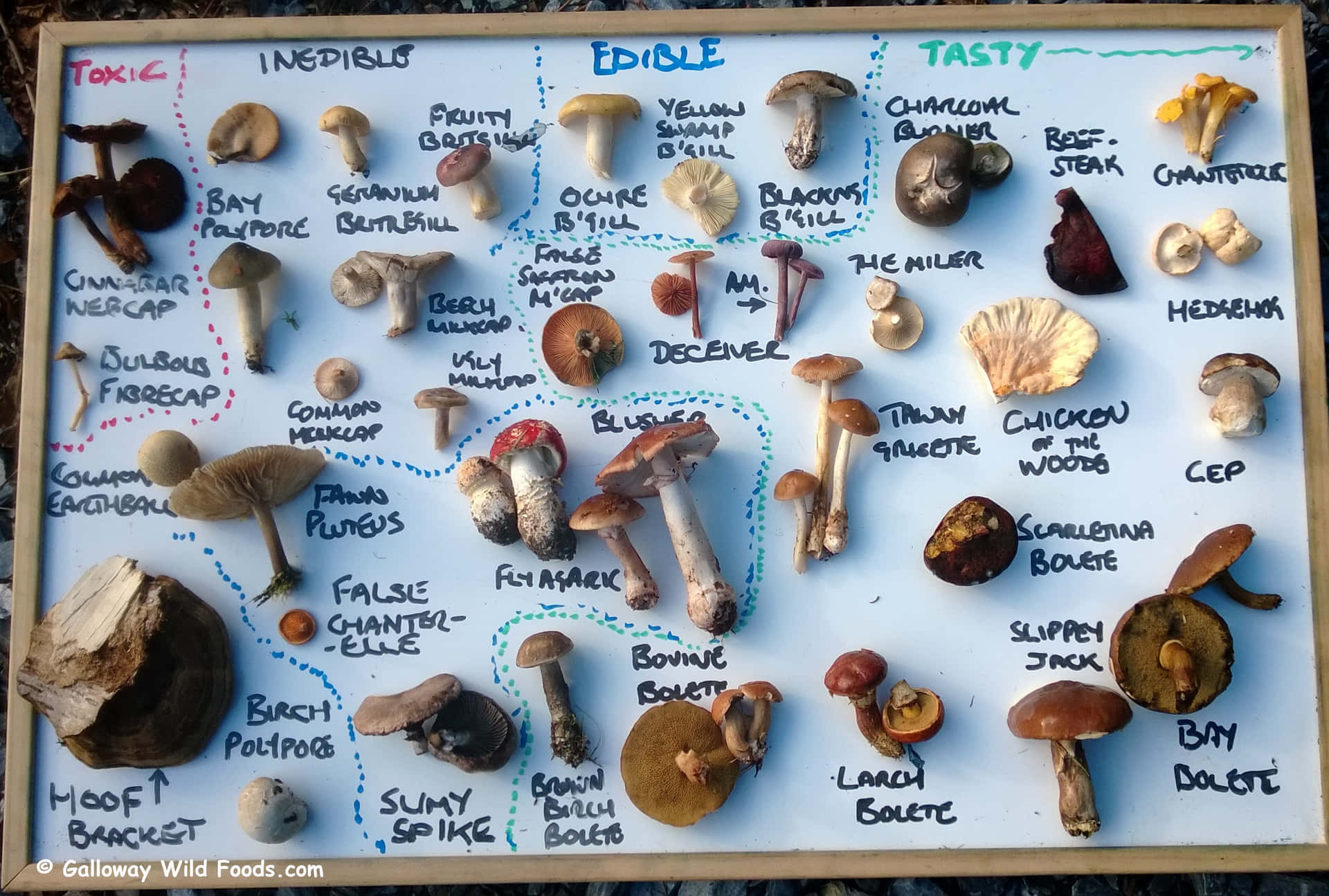 A Board With Many Different Types Of Mushrooms