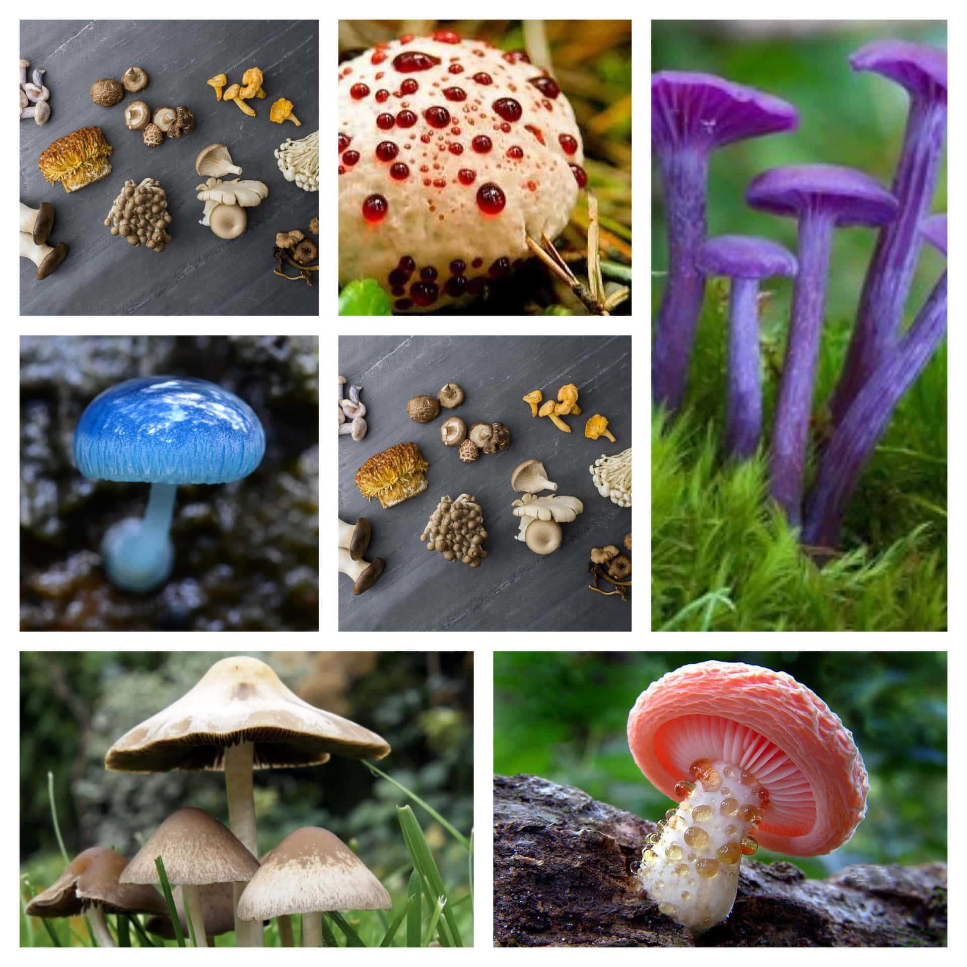 A Collage Of Pictures Of Different Mushrooms