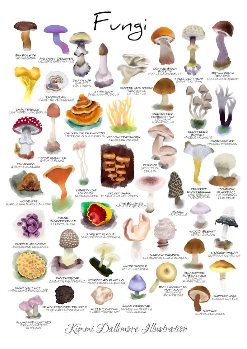 A Poster Showing Different Types Of Mushrooms