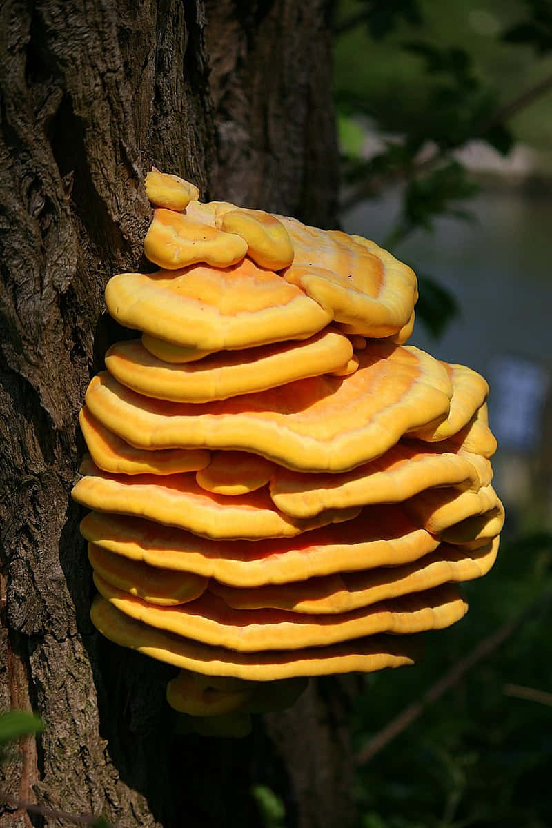A Tree With A Lot Of Fungus