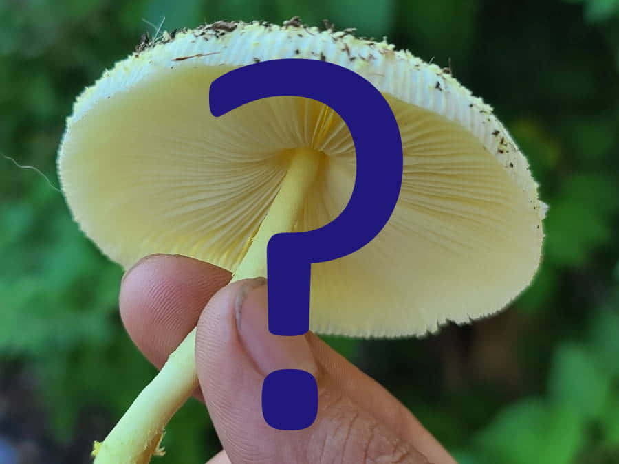 A Person Holding A Mushroom With A Question Mark On It