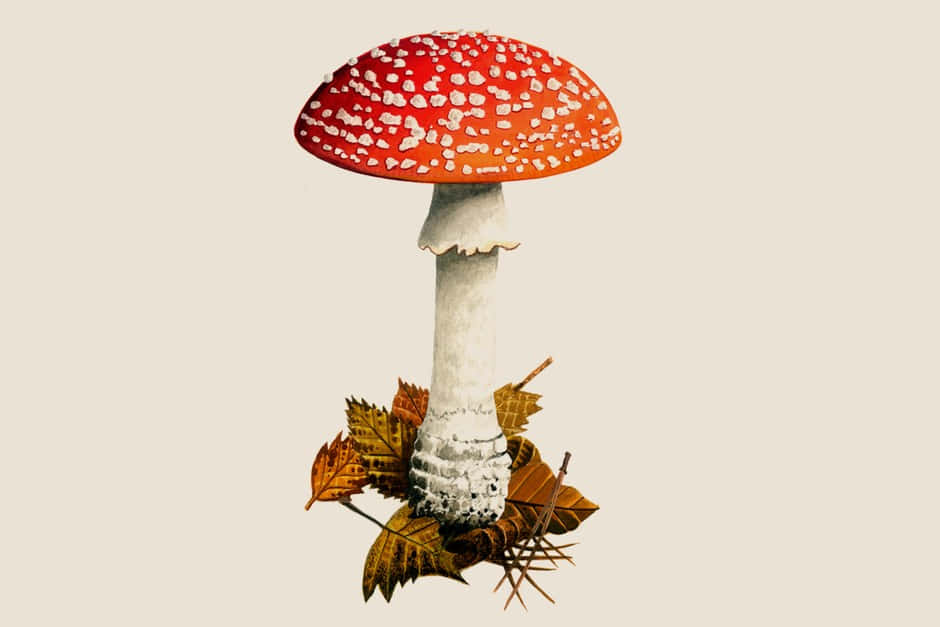 A Red Mushroom With White Spots On It