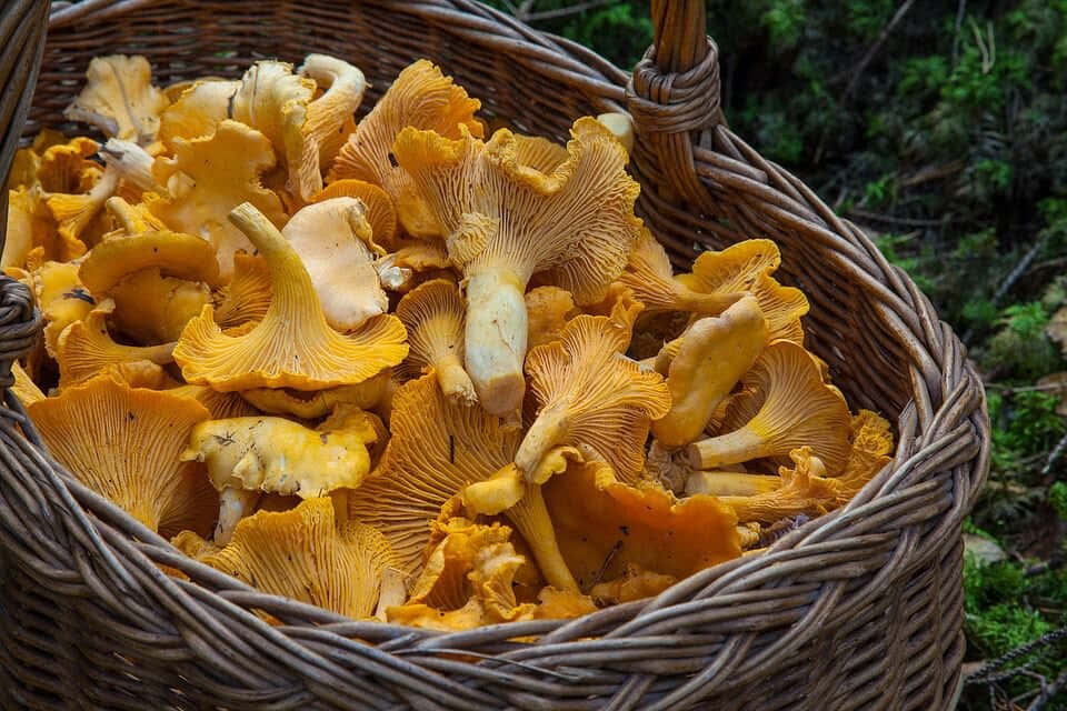 A Basket Full Of Yellow Mushrooms On A Forest Floor