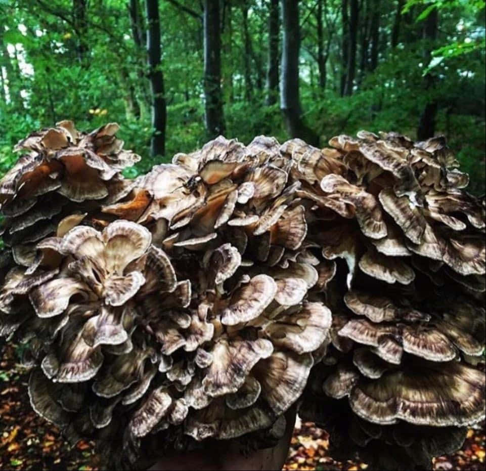 A Person Holding A Bunch Of Mushrooms In The Forest