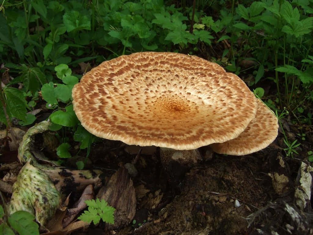Identifying mushrooms in a lush forest