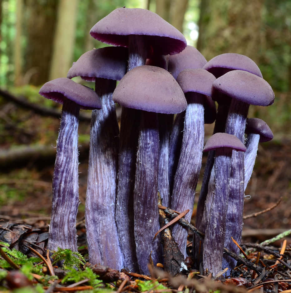Purple Mushrooms In The Forest