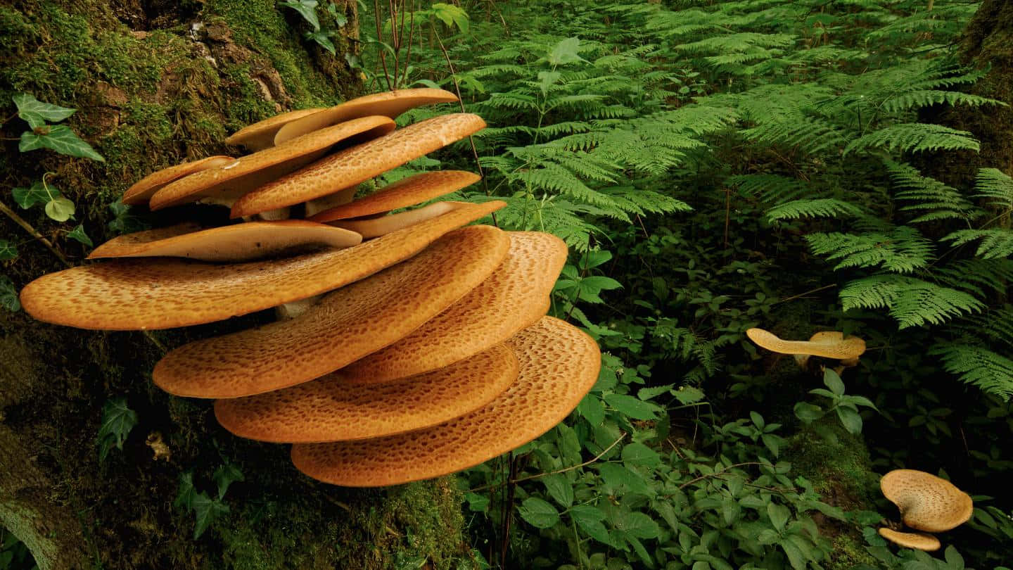 A Group Of Mushrooms Growing On A Tree In The Forest