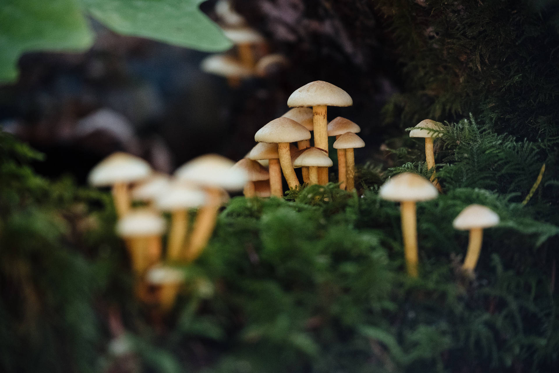 Mushroom In Moss