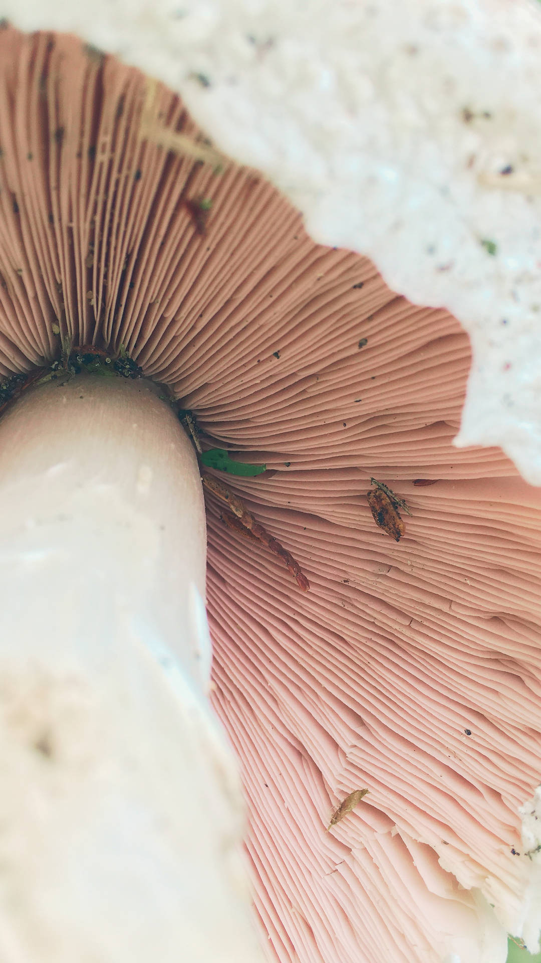 Mushroom Macro Shot