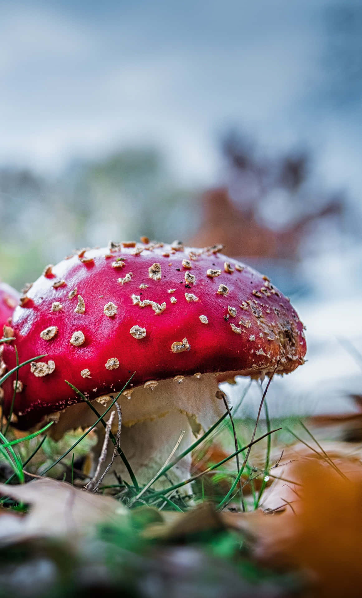 Two Red Mushrooms In The Grass Wallpaper