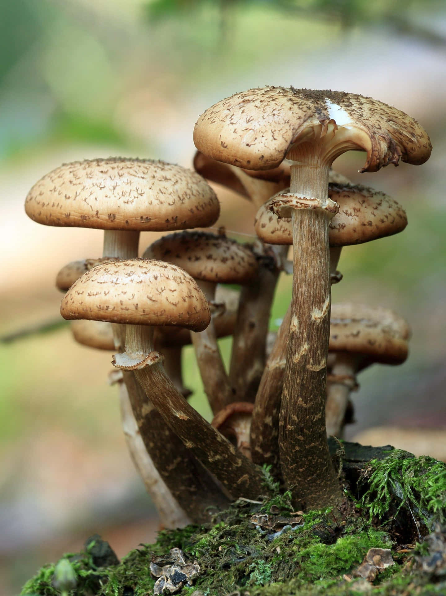 A Group Of Mushrooms Growing On A Mossy Tree Stump Wallpaper