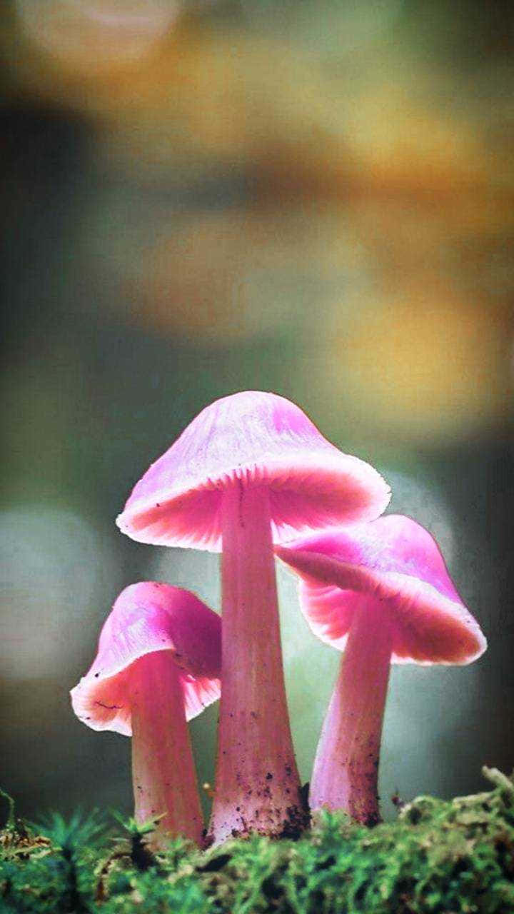 Pink Mushroom Phone Wallpaper