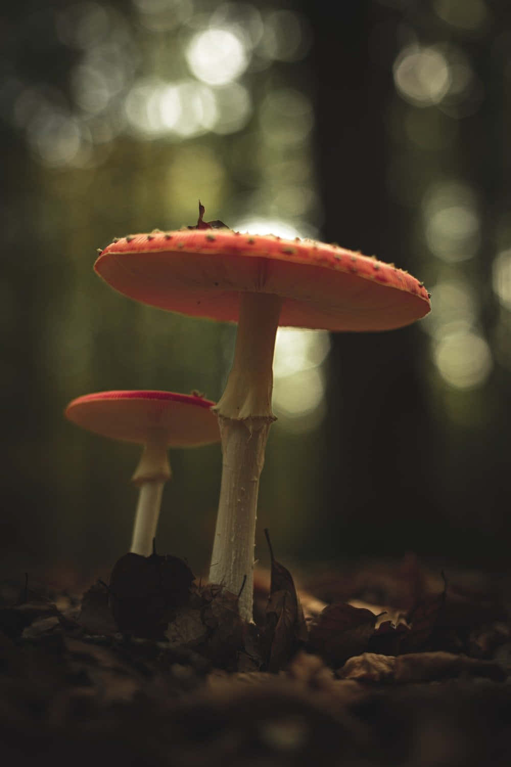 Explore the Magical World with Mushroom Phone Wallpaper