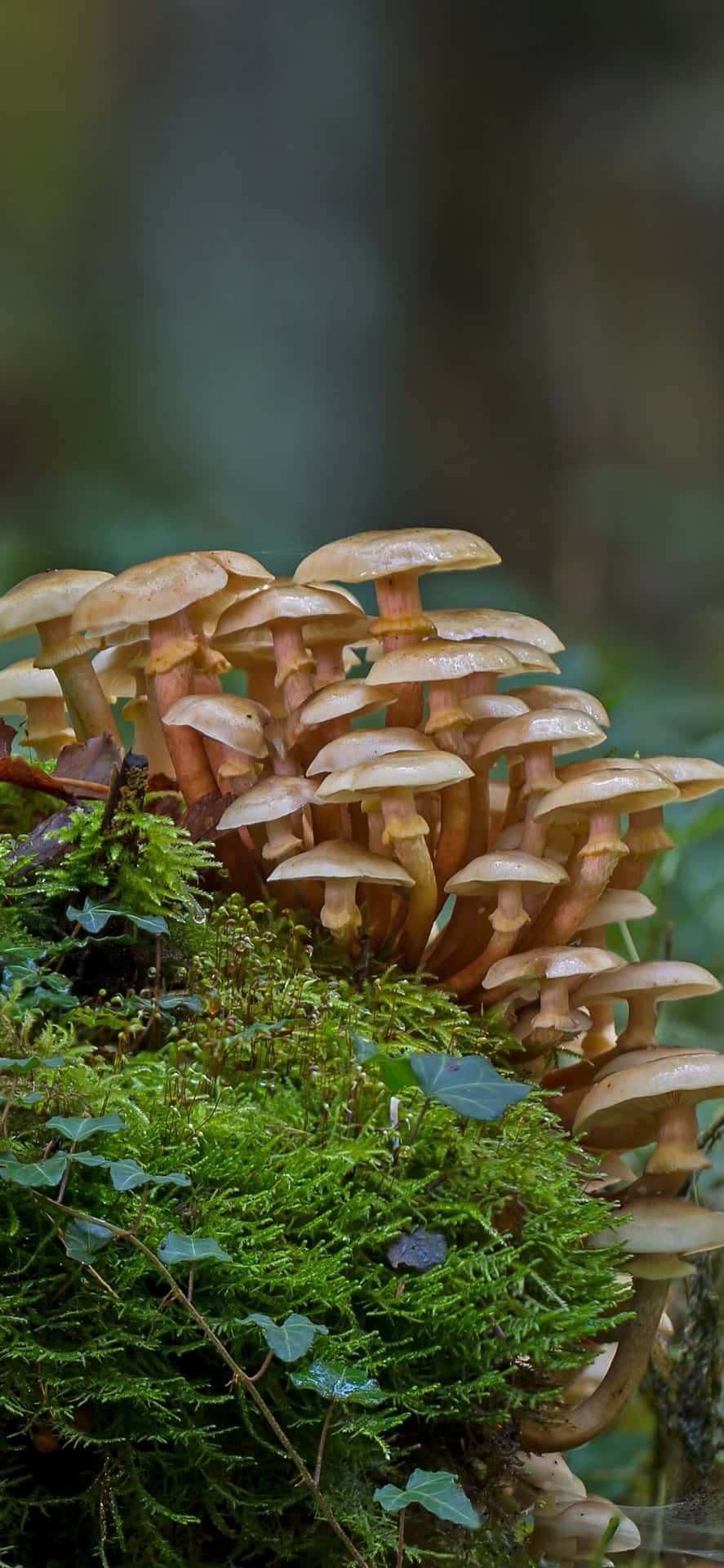 En gruppe svampe vokser på en træstamme Wallpaper