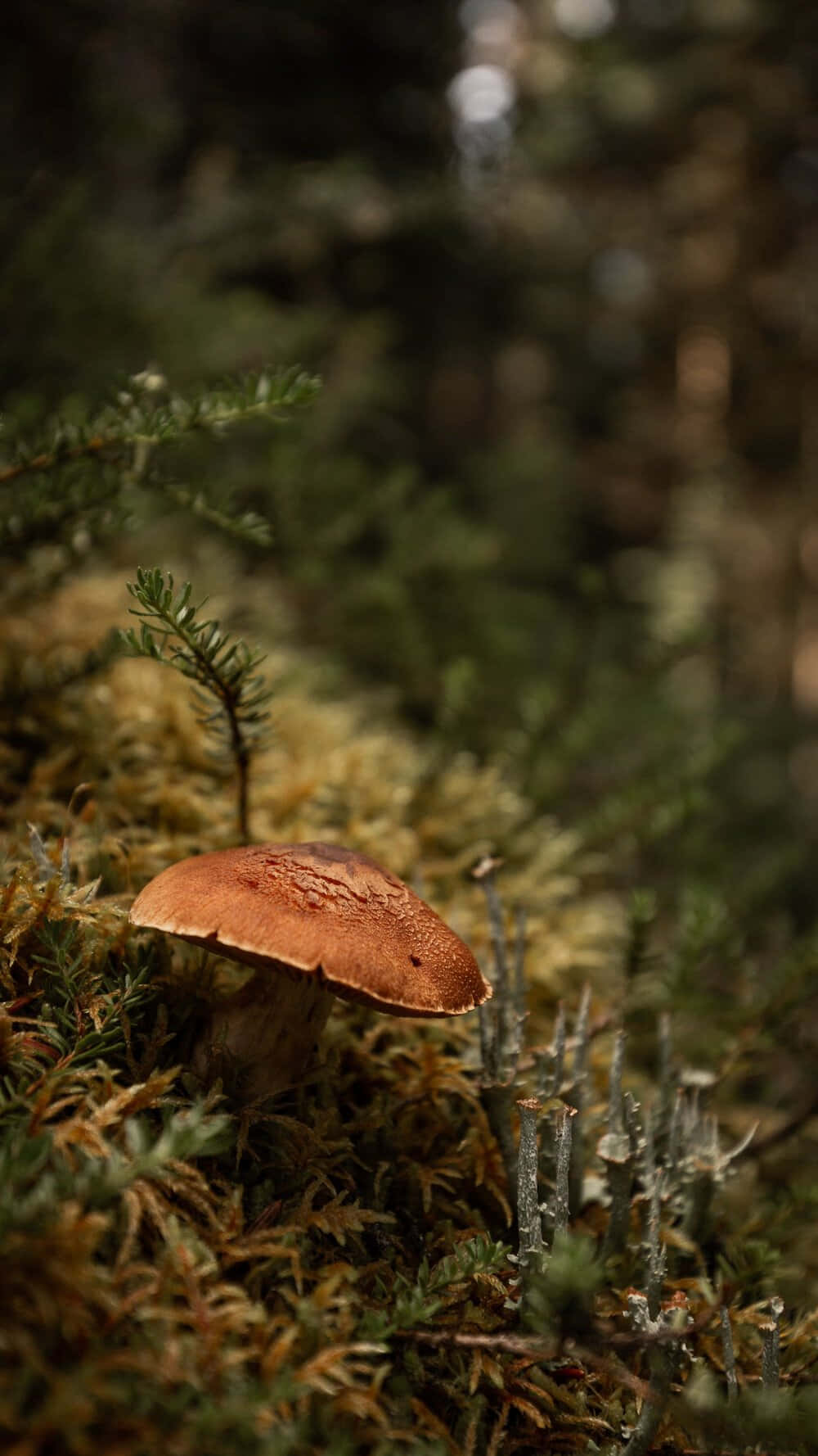 En mushroom vokser på en mosset skovbund. Wallpaper