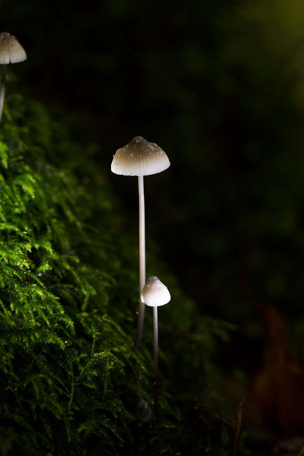 Illuminating Tiny Tall Mushroom Phone Wallpaper