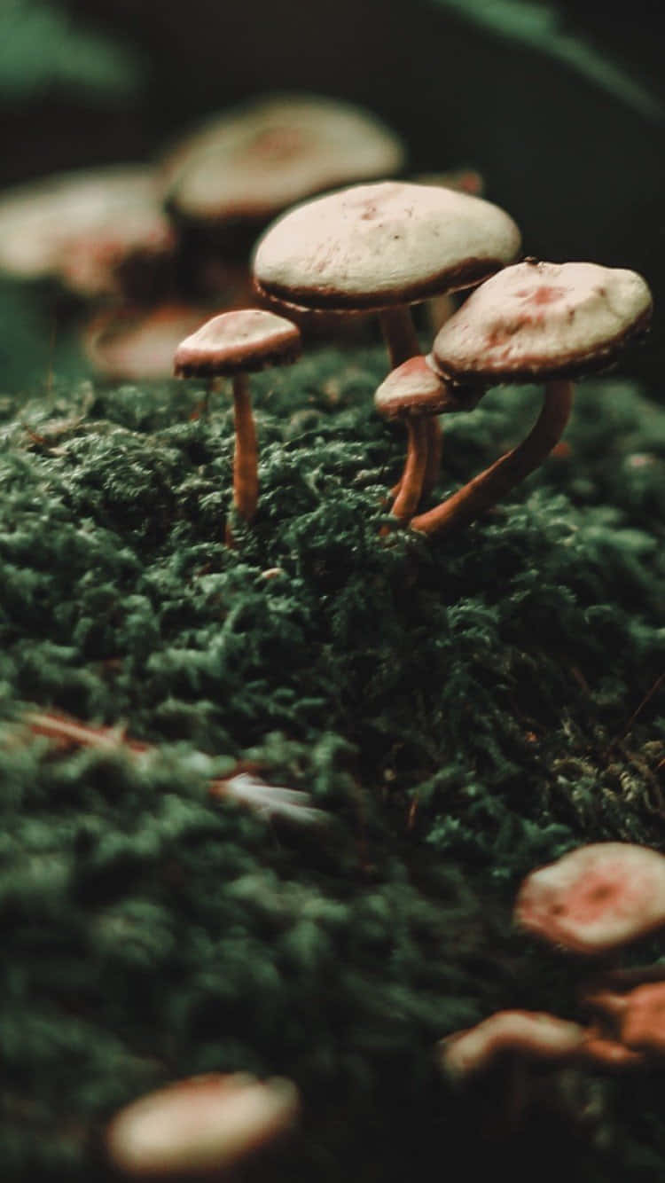 Sød lille svampe Telefon baggrundsbillede Wallpaper