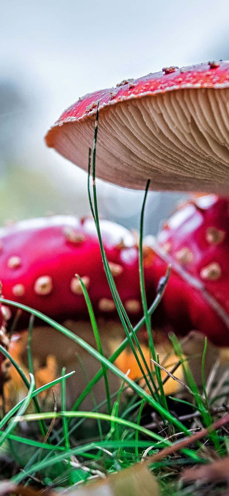 Røde svampe på jorden med græs og grønne blade Wallpaper
