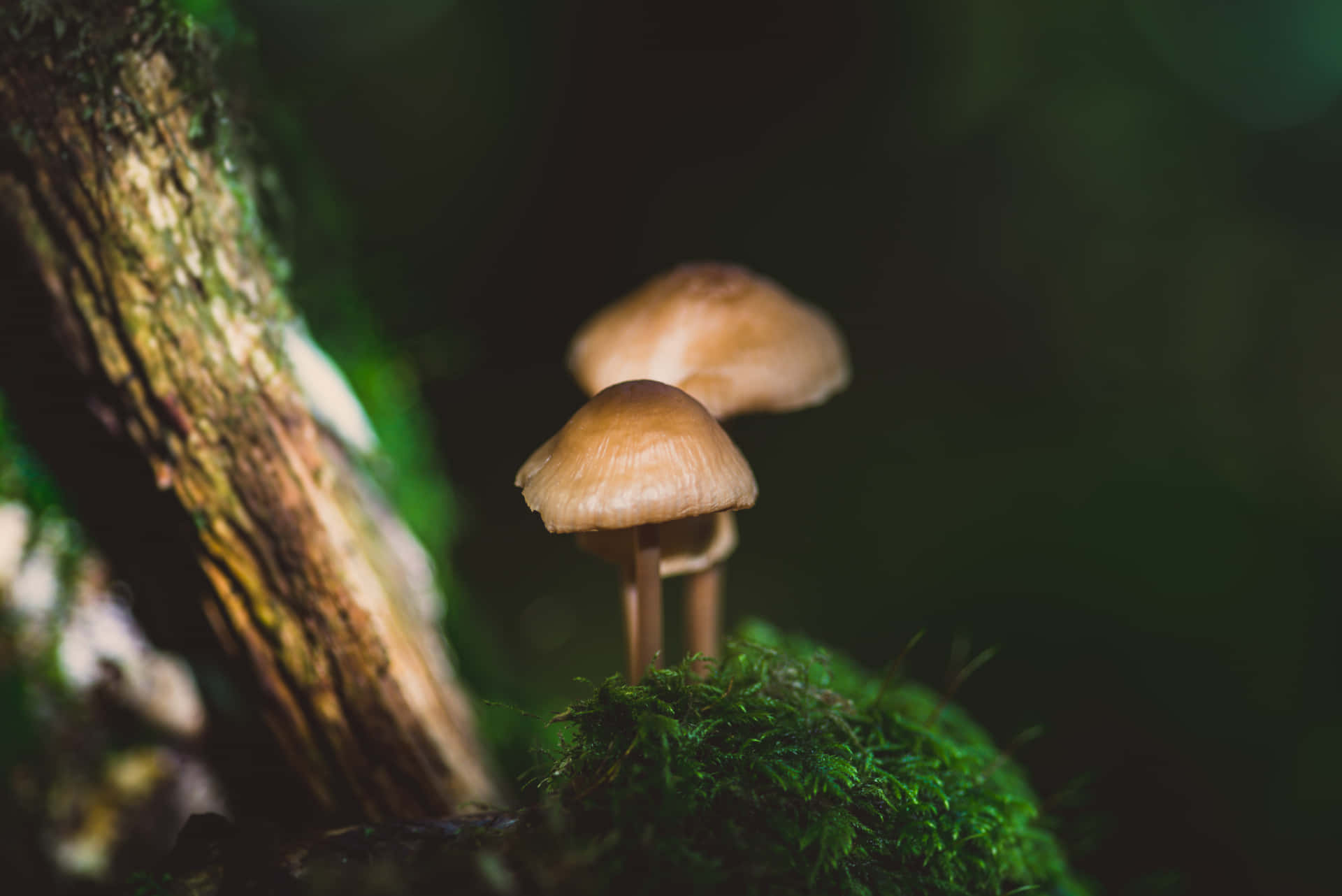 Mushroom Pictures