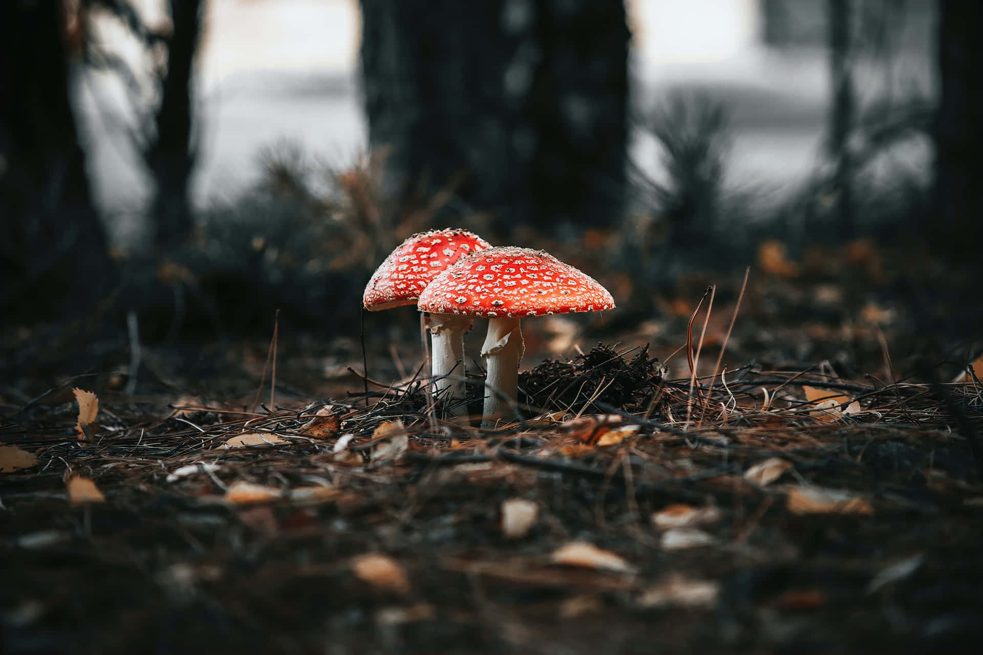 Mushroom Pictures