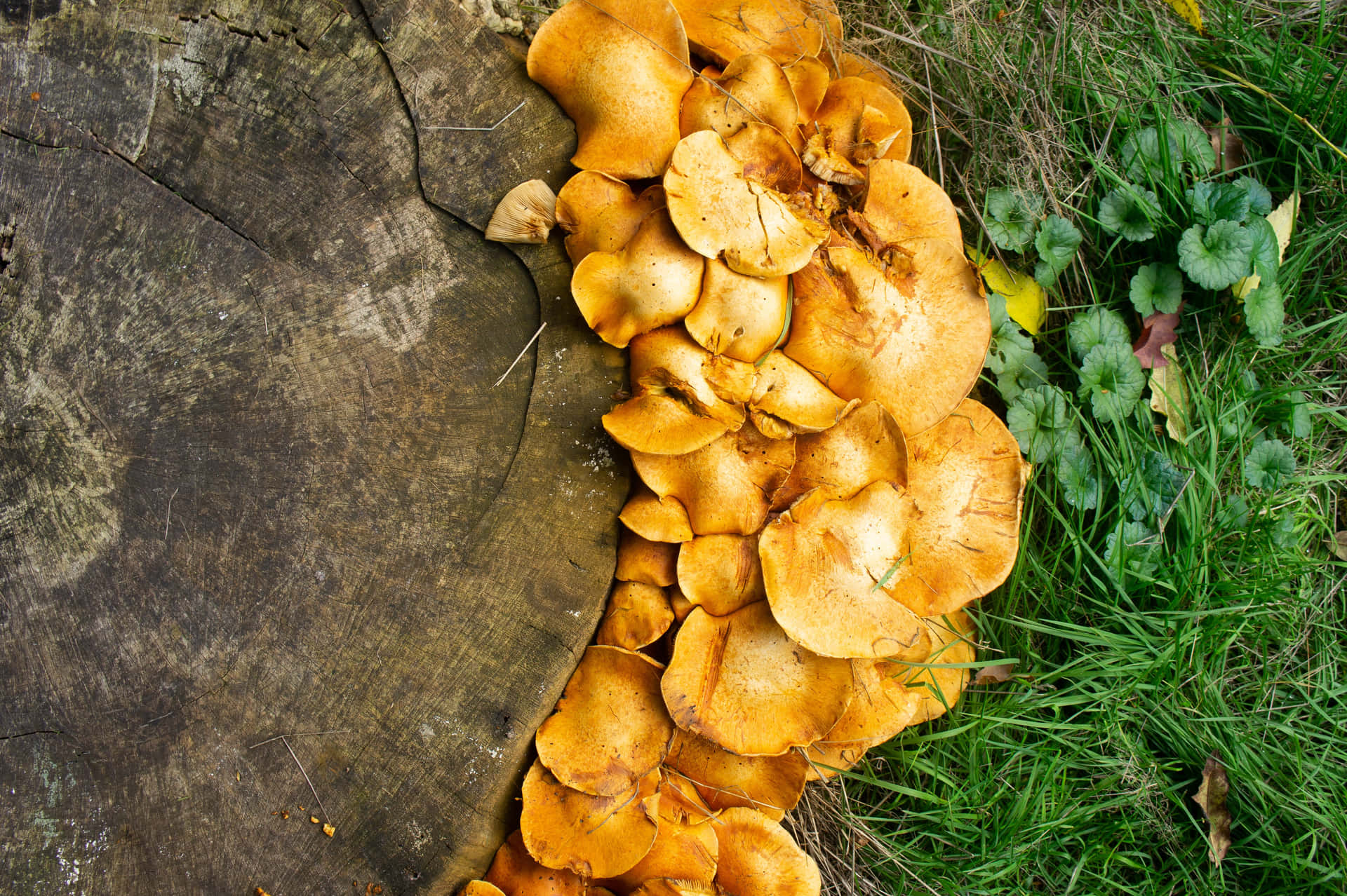 Mushroom Pictures