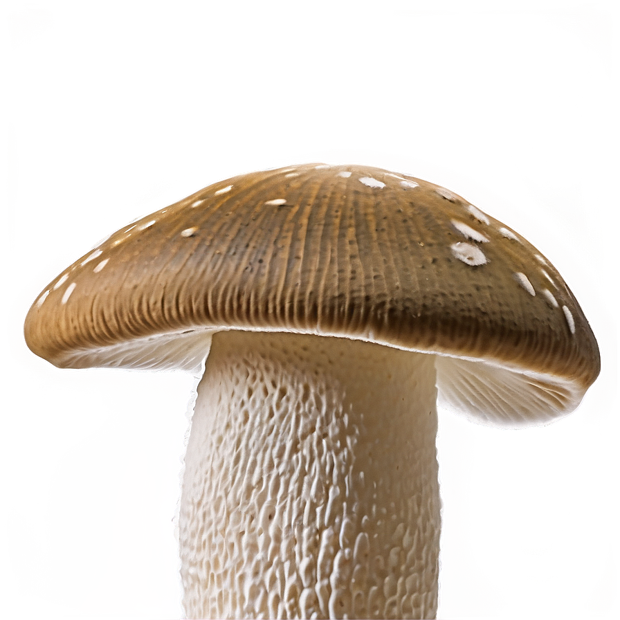 Mushroom Png Abstract 05032024 PNG