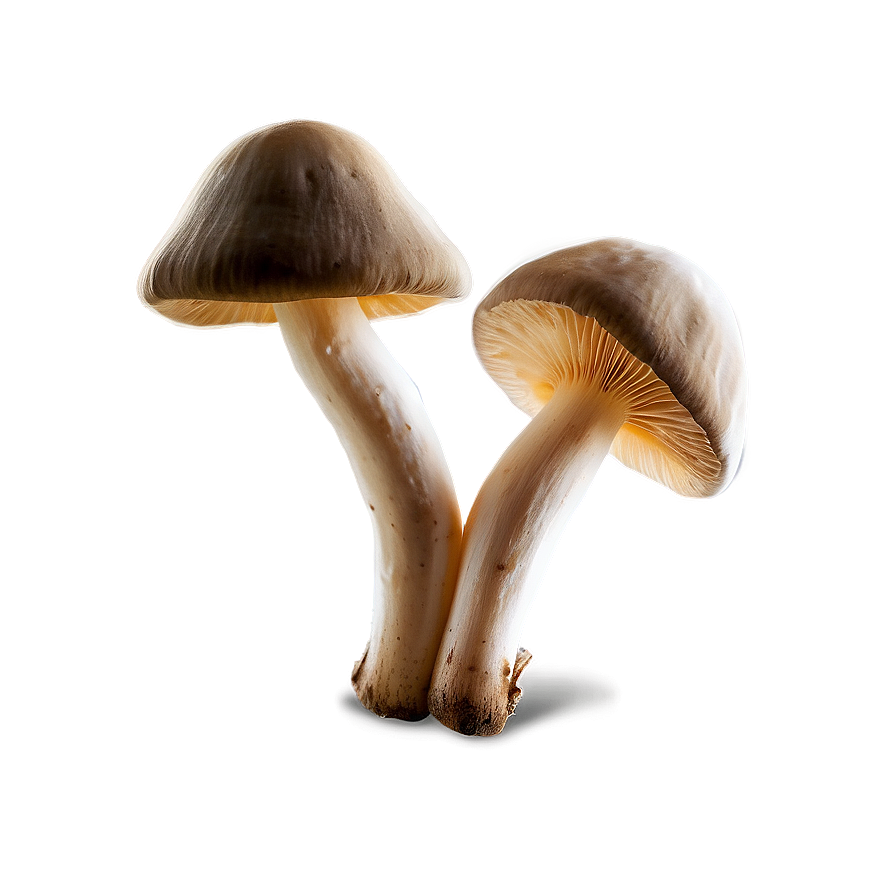 Mushroom Png Download 62 PNG