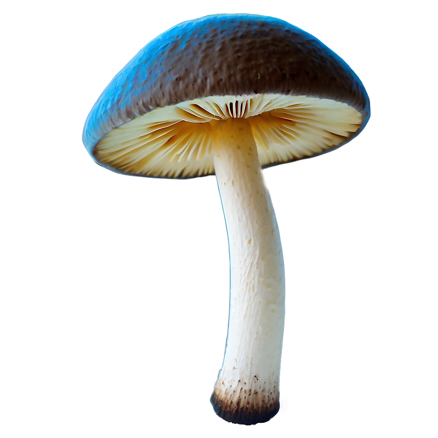Mushroom Png Free 05032024 PNG