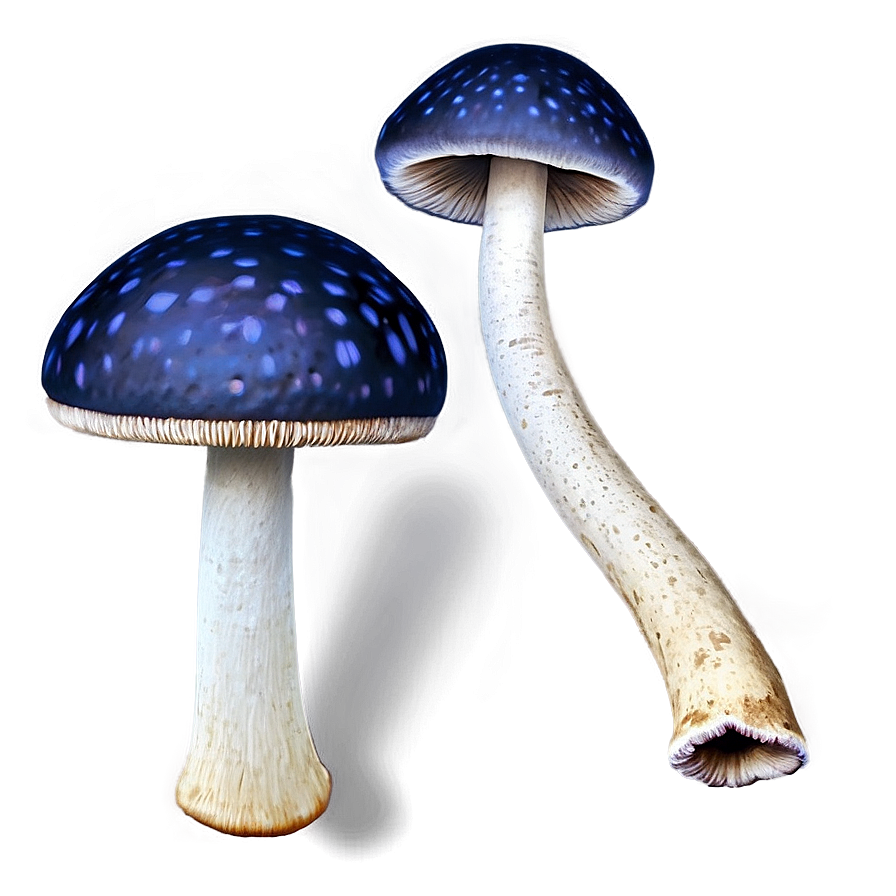 Mushroom Png Texture 84 PNG