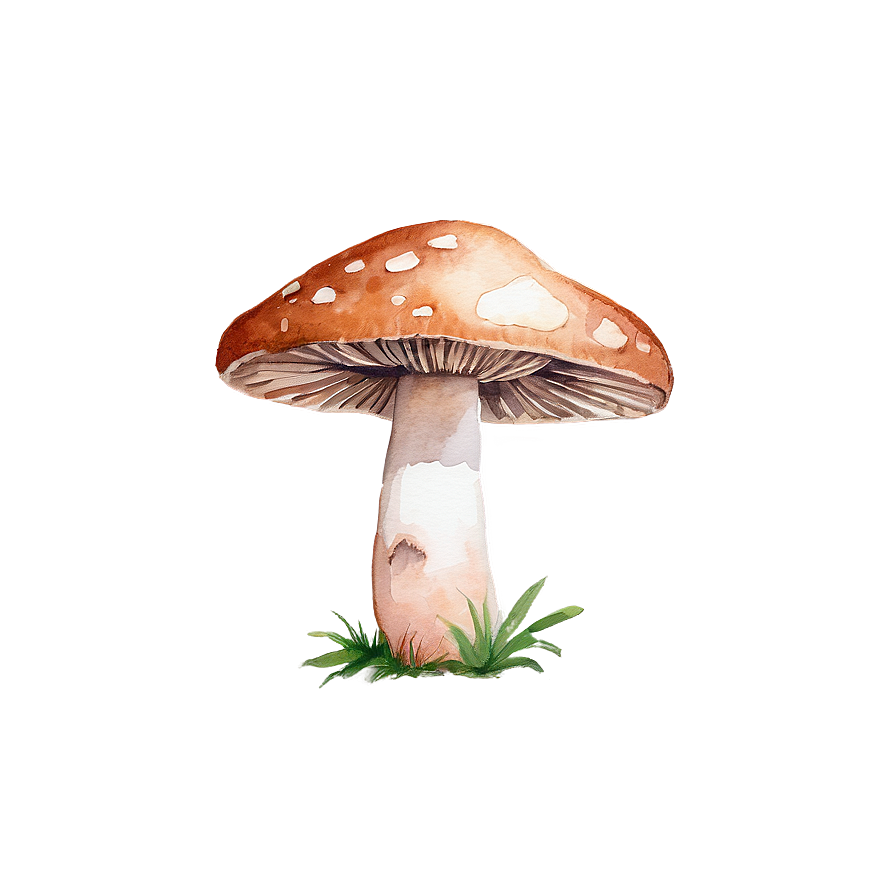 Mushroom Png Watercolor Vrv61 PNG