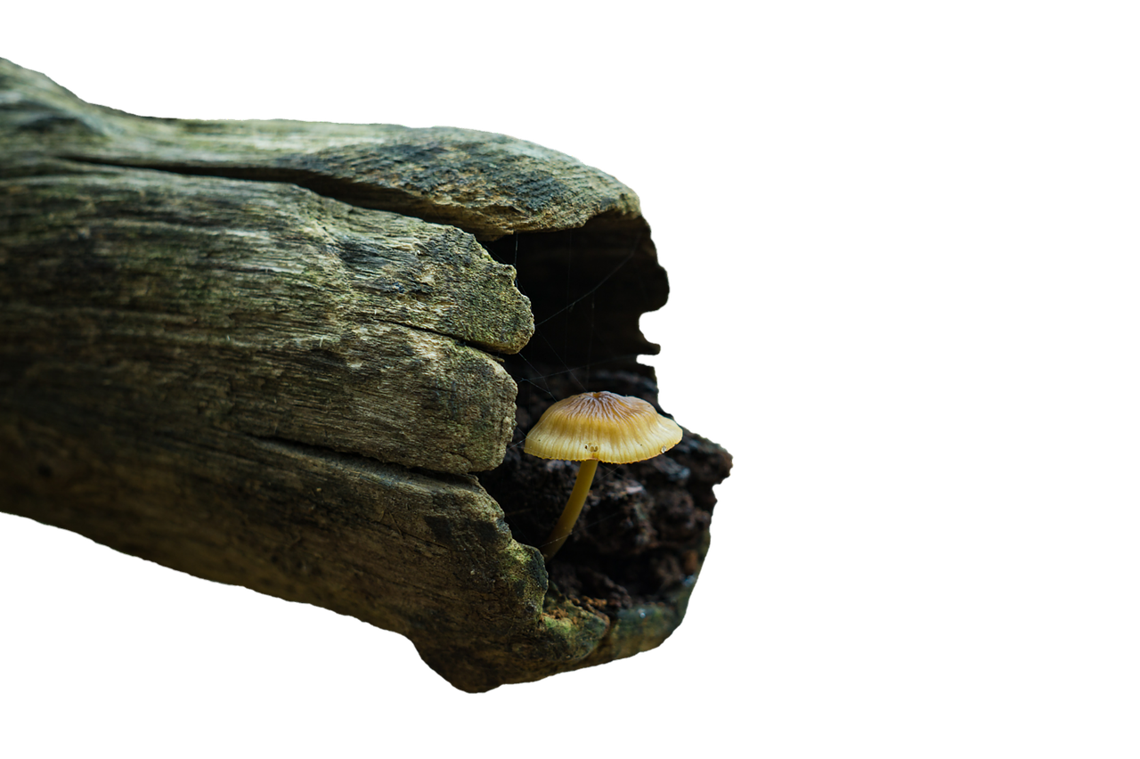 Mushroom Silhouettein Wood PNG