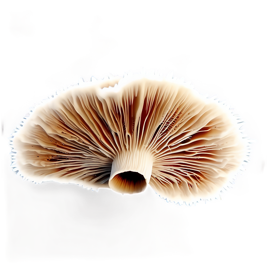 Mushroom Spore Print Png 45 PNG