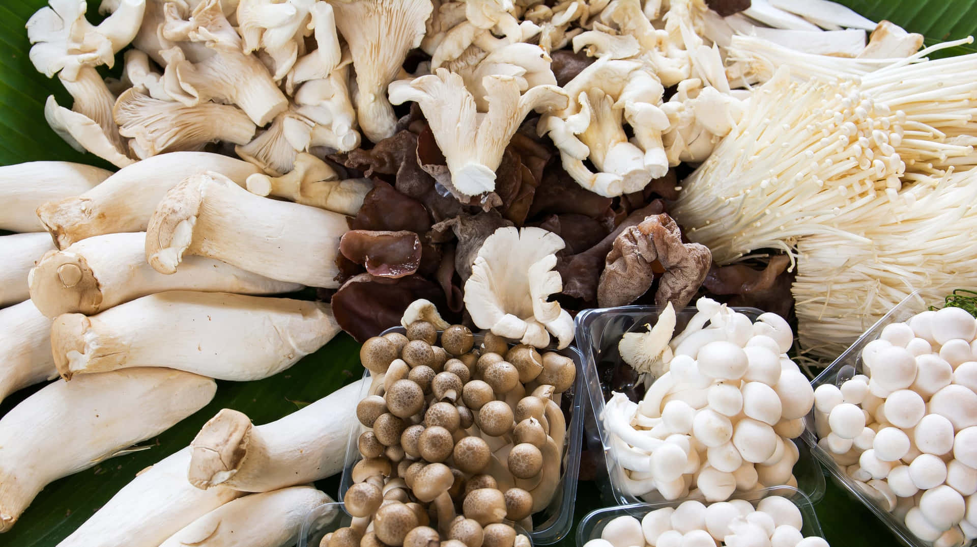 Billeder af forskellige typer af svampe, der fliser over hele tapetet.