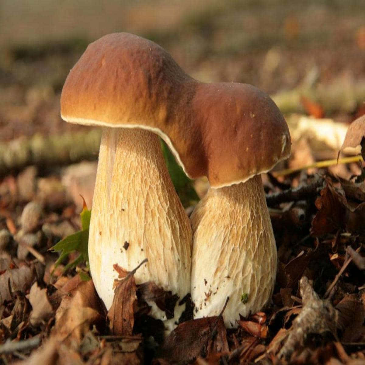 Allomyces Mushroom Types Pictures