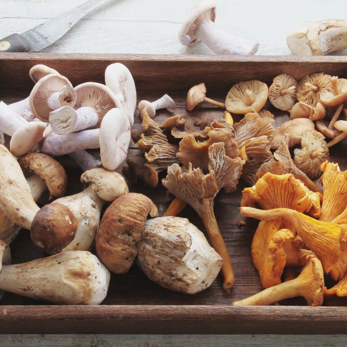 Diverse Varieties of Mushrooms Showcased