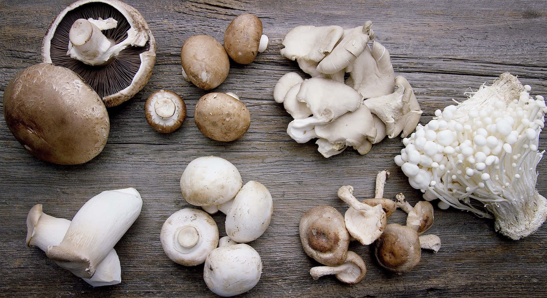 Mushroom Diversity Types Pictures
