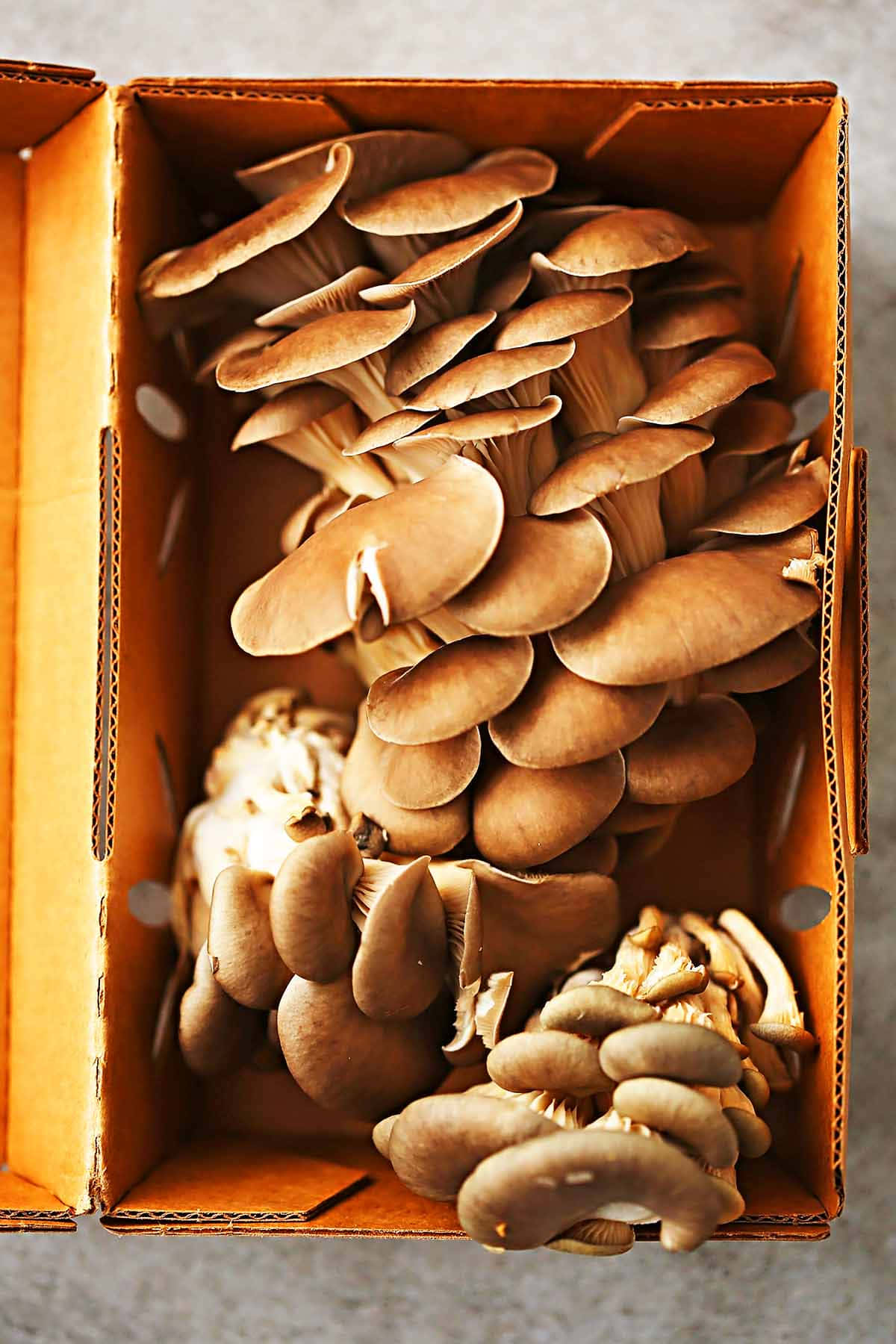 Mushroom Typer Billeder 1200 X 1800