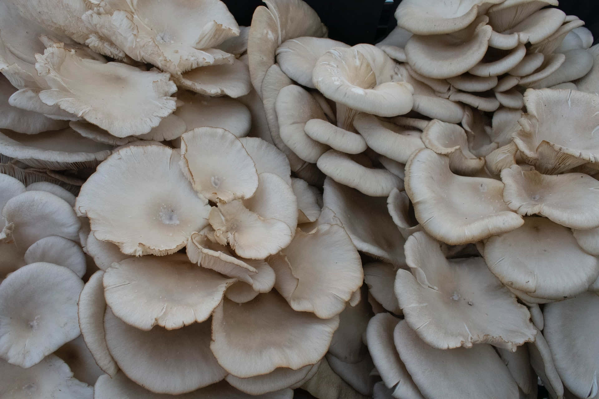 Oyster Mushroom Types Pictures